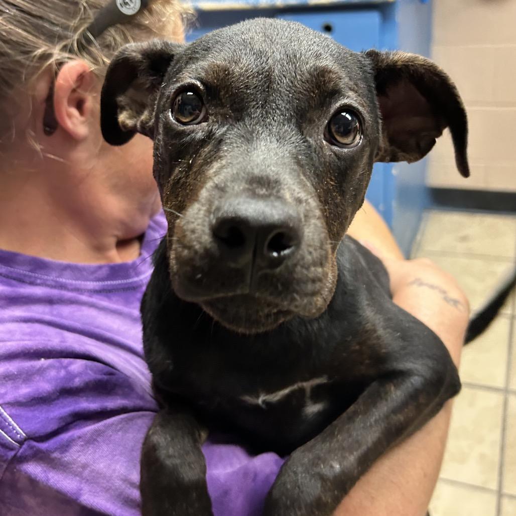 Layla, Adoptable, Puppy Female Rottweiler & Pit Bull Terrier.
