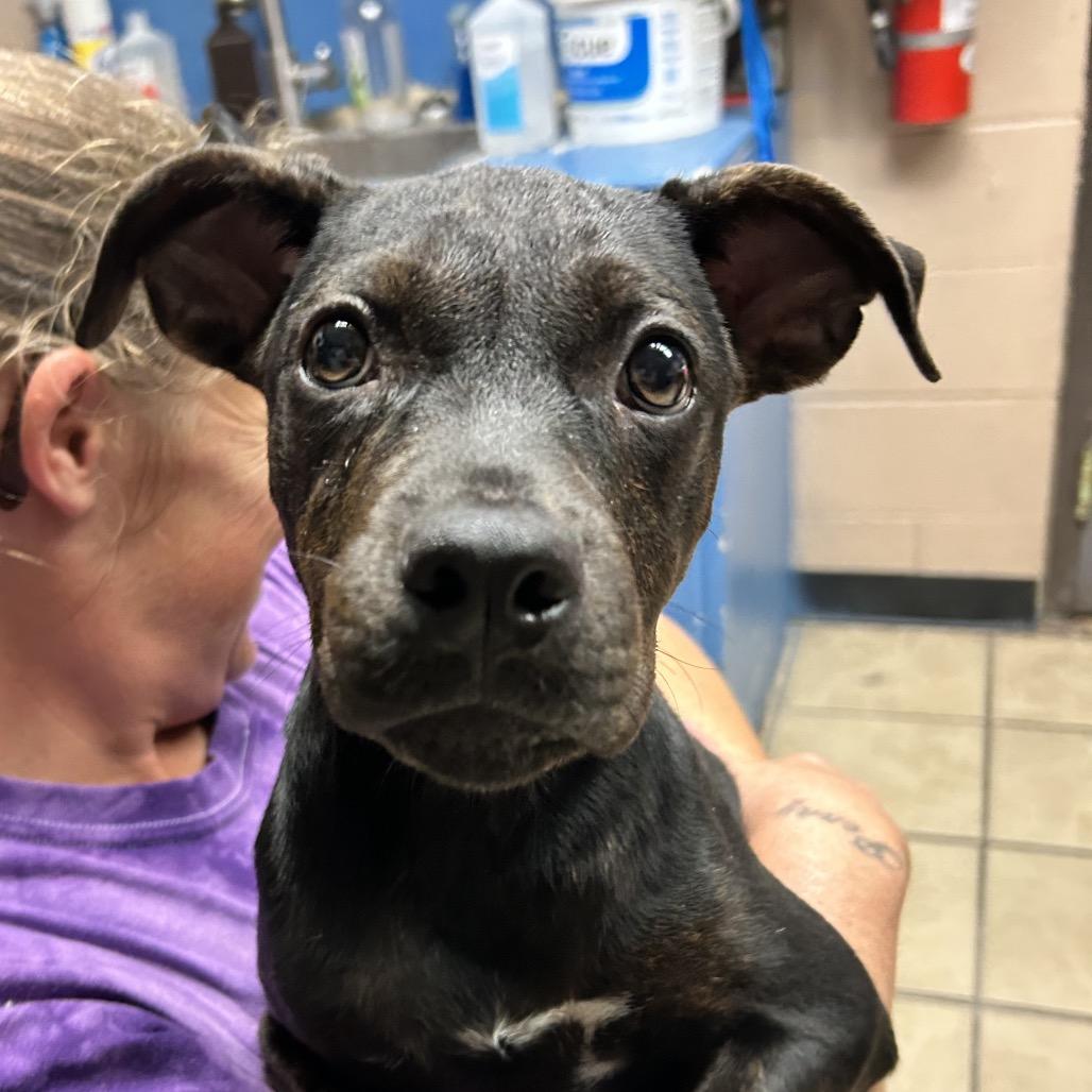 Enlarge Layla, a Adoptable mixed breed in Newport, NC image 2/2