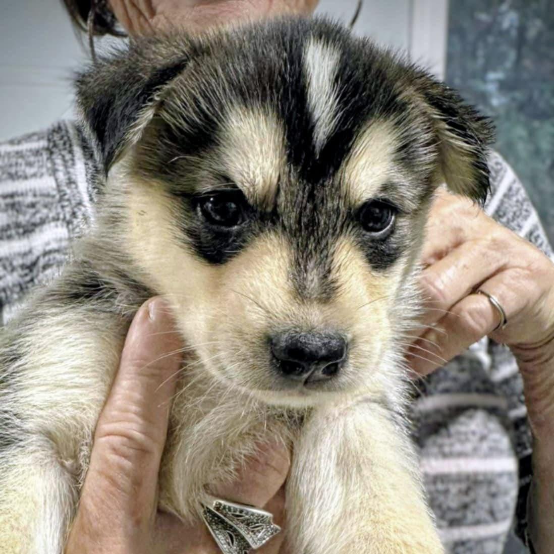 Badger (20251021-02)