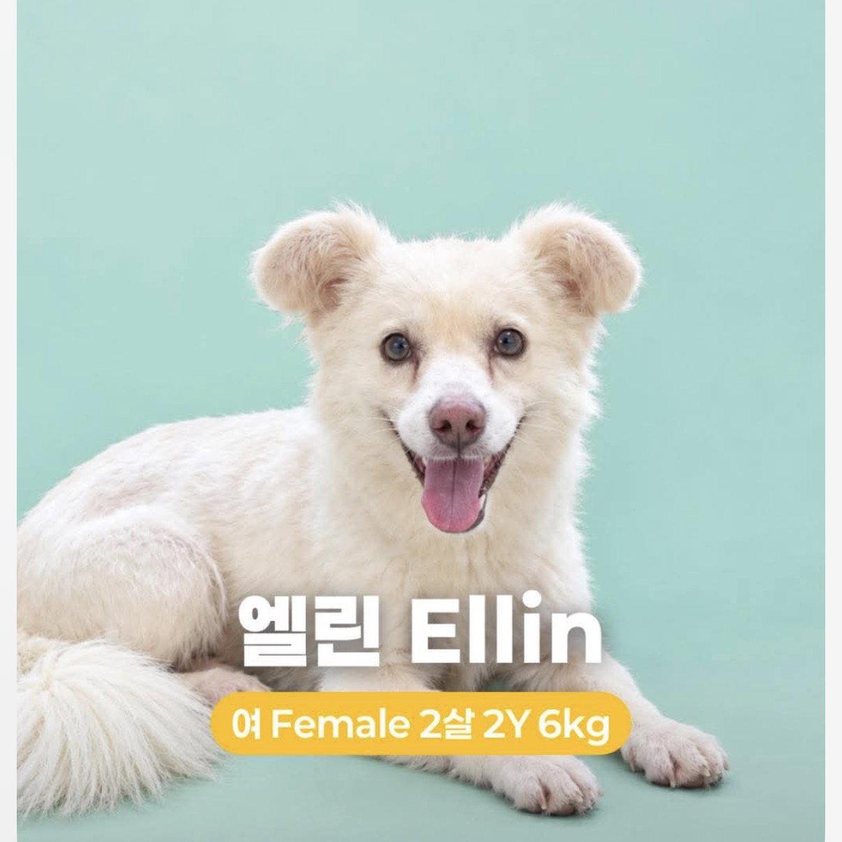 Enlarge ELLIN, a Adoptable mixed breed in Agoura Hills, CA image 2/2
