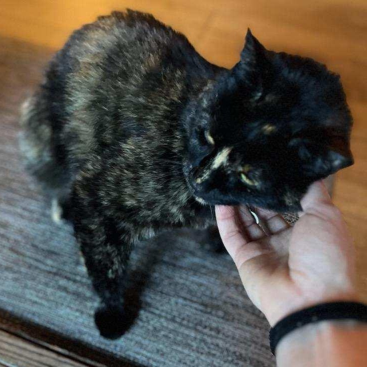 Enlarge Hazel, a Adoptable Tortoiseshell in Portland, OR image 3/3