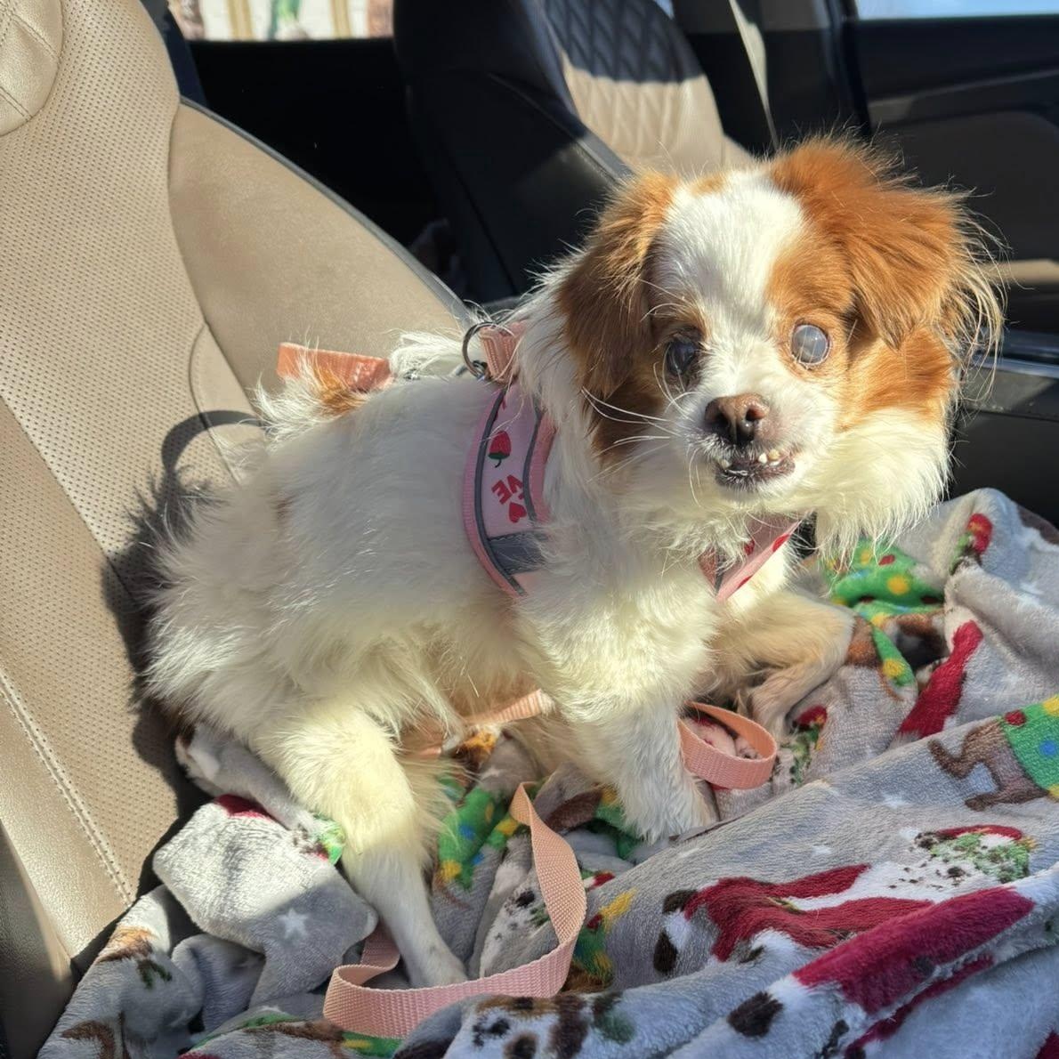 Pumpkin, an adoptable mixed breed in Rockville, MD image 3/5