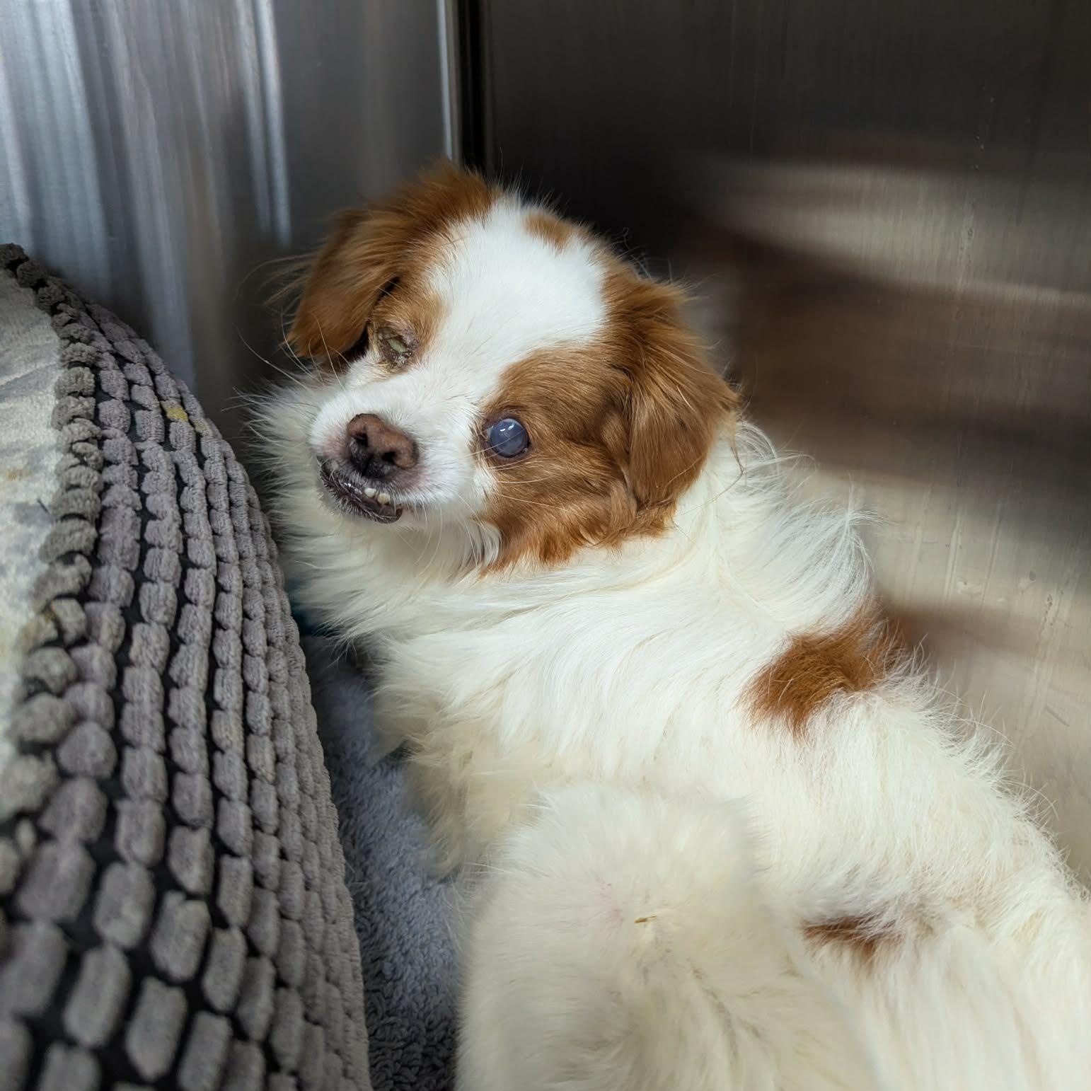Pumpkin, an adoptable mixed breed in Rockville, MD image 4/5
