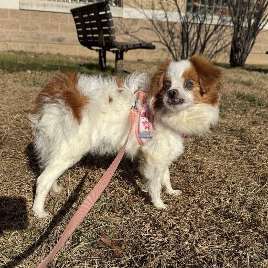 Pumpkin, an adoptable mixed breed in Rockville, MD image 2/5