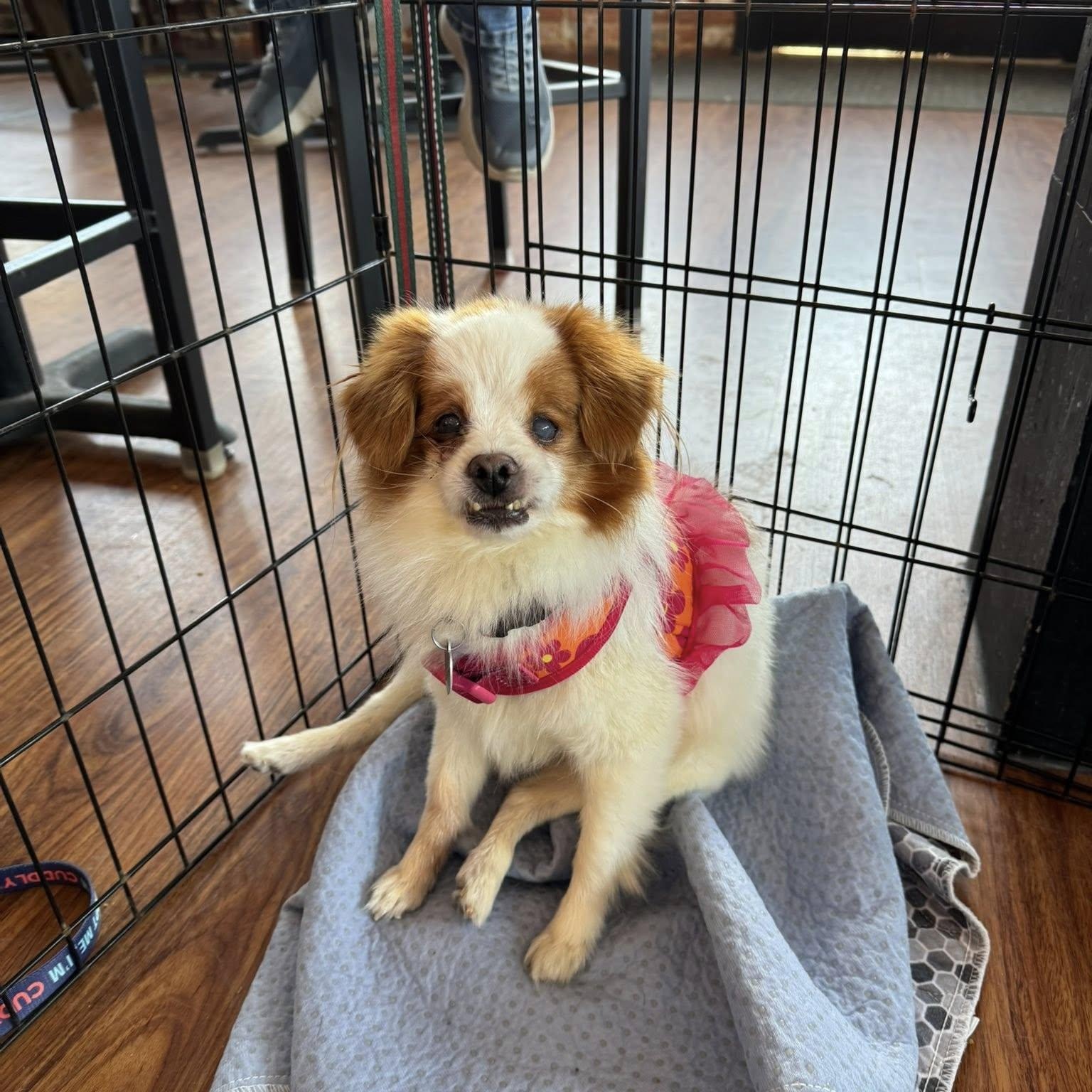 Pumpkin, an adoptable mixed breed in Rockville, MD image 1/5