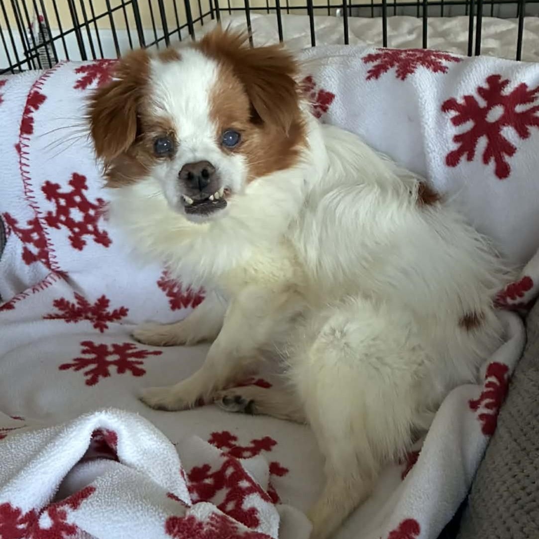 Pumpkin, an adoptable mixed breed in Rockville, MD image 5/5