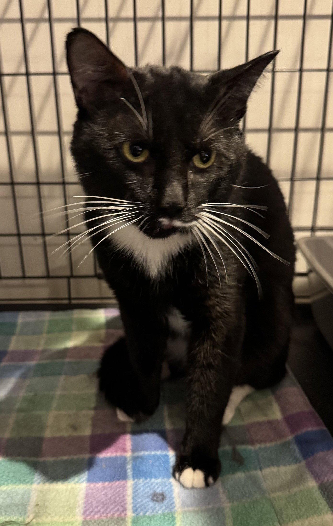 Tux, Adoptable, Young Male Domestic Short Hair.
