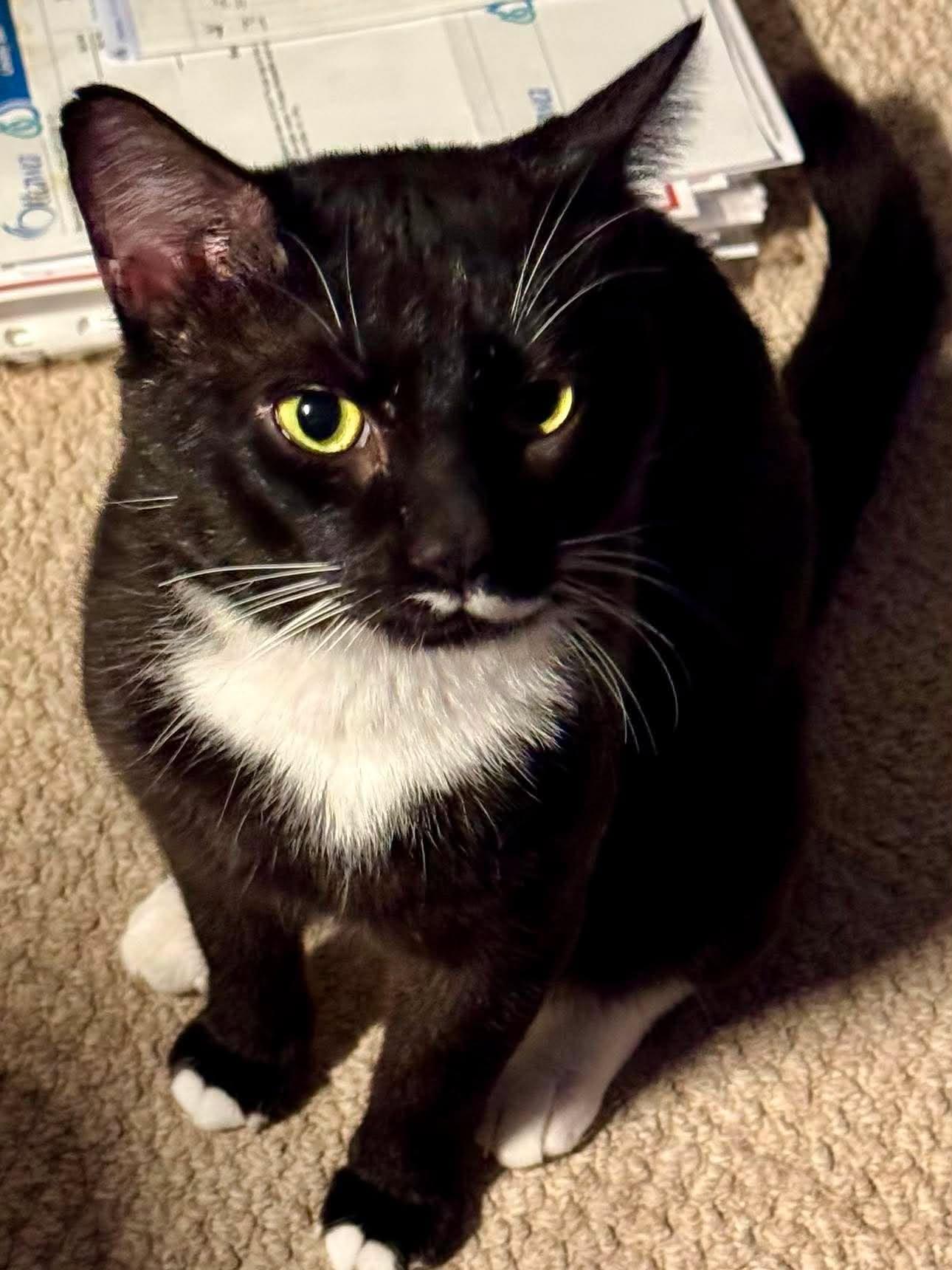 Enlarge Tux, a Adoptable Domestic Short Hair in Orleans, ON image 2/3