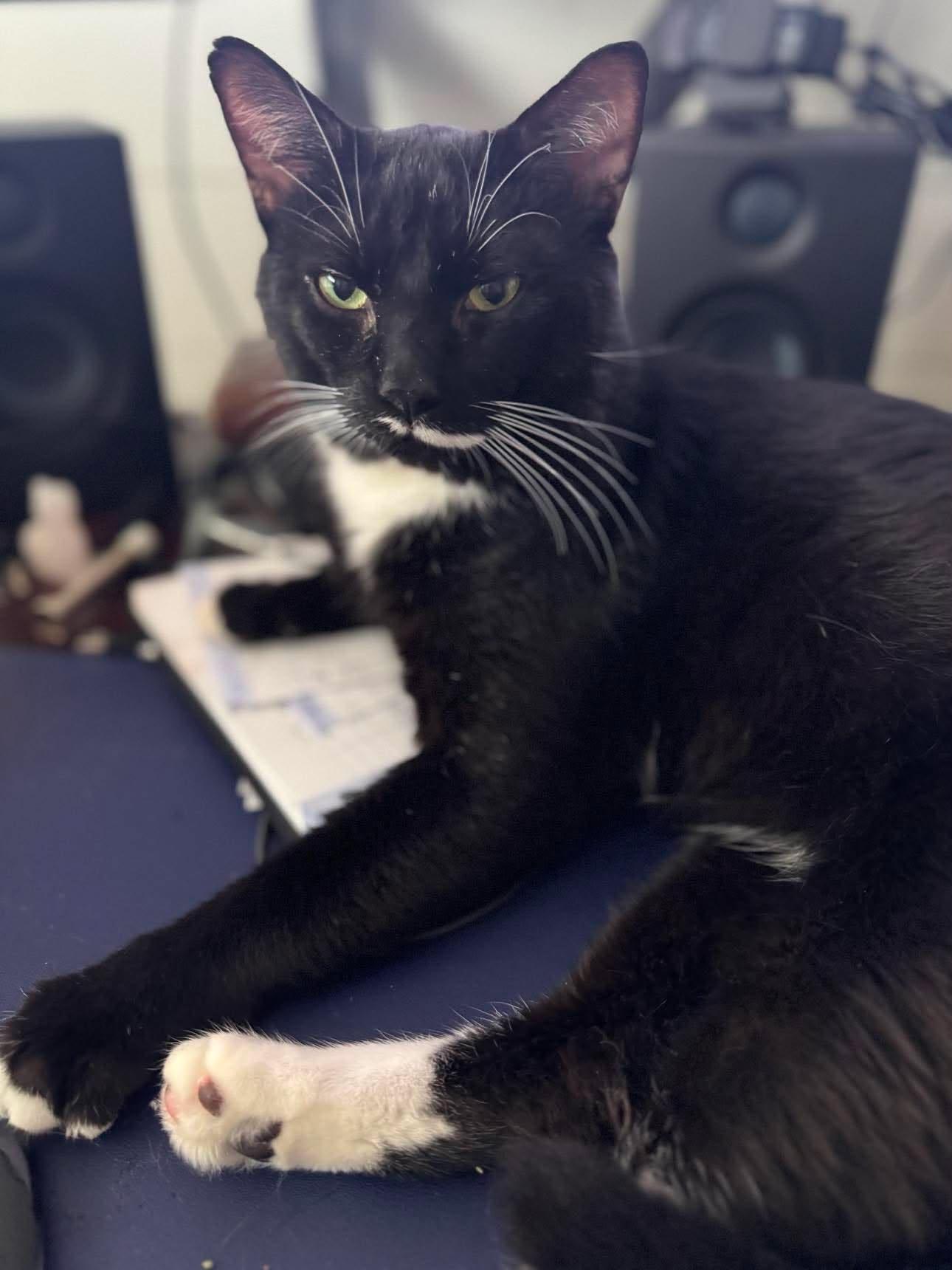 Enlarge Tux, a Adoptable Domestic Short Hair in Orleans, ON image 3/3