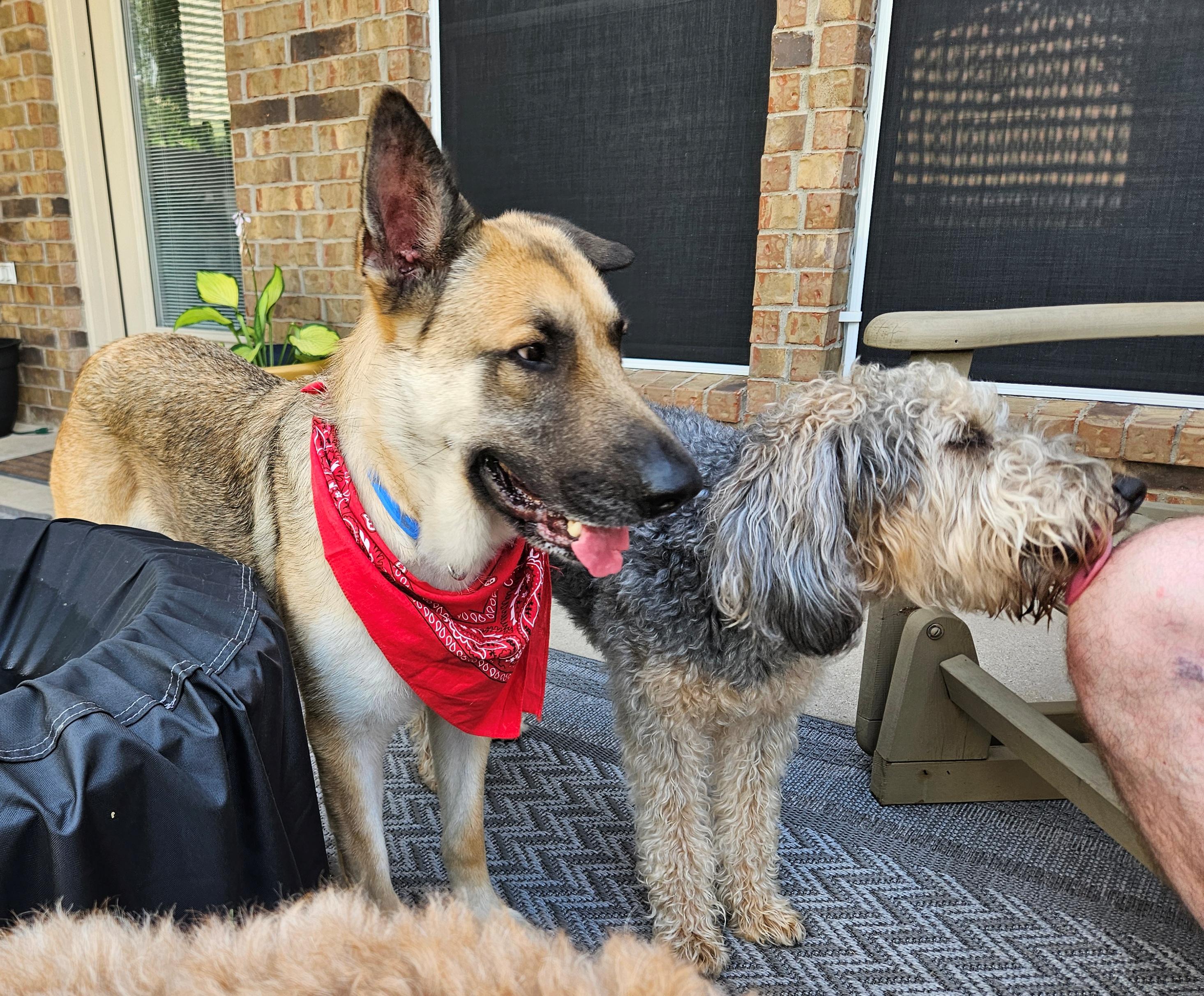 Enlarge Electra, an adopted German Shepherd Dog in Dallas, TX image 2/6
