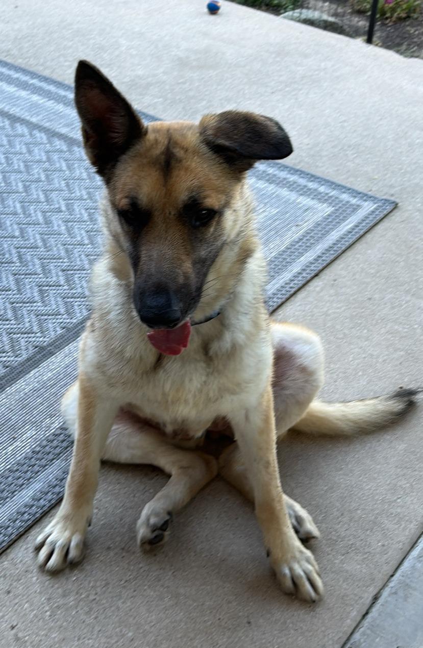 Enlarge Electra, an adopted German Shepherd Dog in Dallas, TX image 5/6