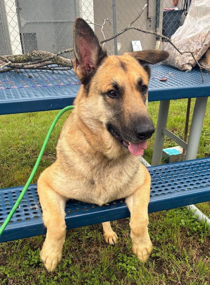 Enlarge Electra, an adopted German Shepherd Dog in Dallas, TX image 1/6
