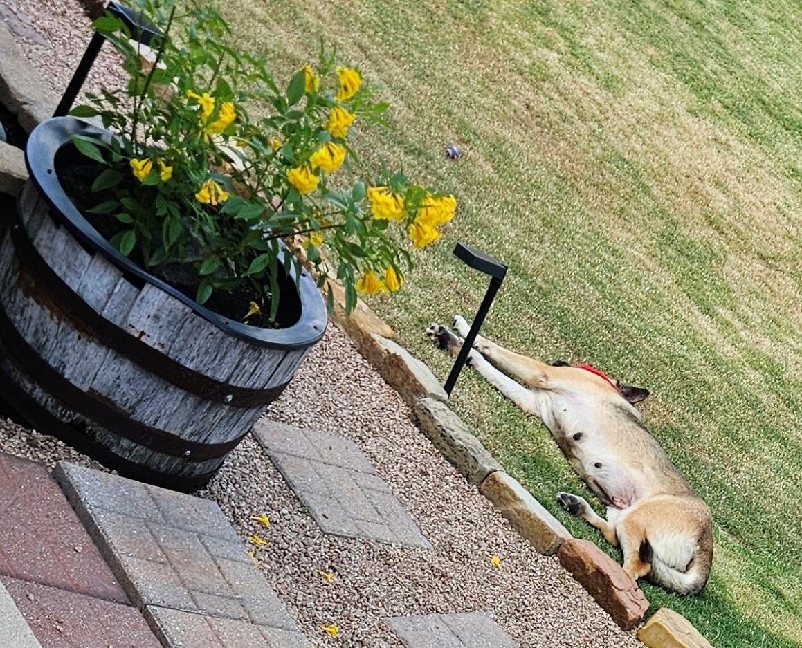 Enlarge Electra, an adopted German Shepherd Dog in Dallas, TX image 3/6