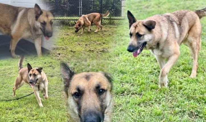 Enlarge Electra, an adopted German Shepherd Dog in Dallas, TX image 6/6