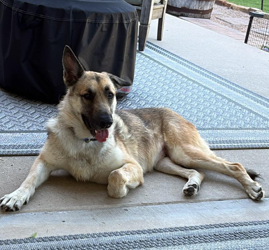 Enlarge Electra, an adopted German Shepherd Dog in Dallas, TX image 4/6