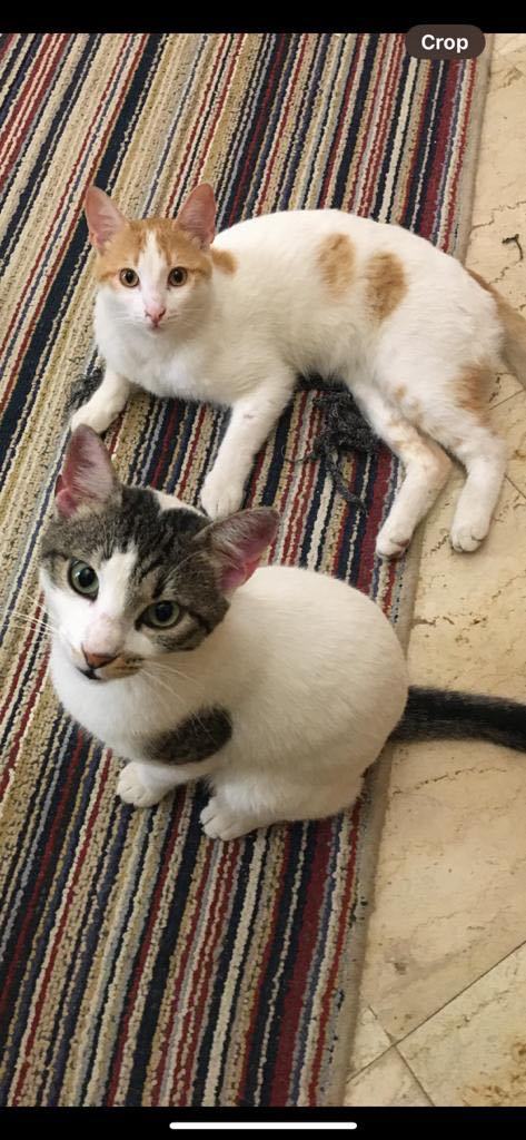 Dollar and Euro photo 1