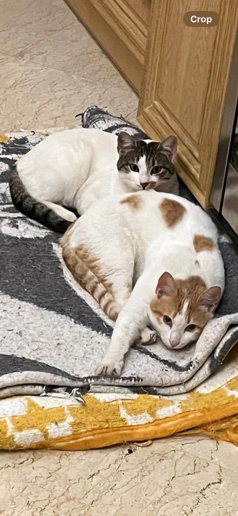 Dollar and Euro photo 3