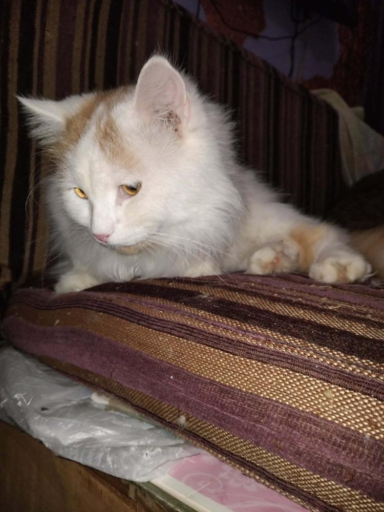 Enlarge Tommy, a Adoptable Turkish Van in WOLCOTT, CT image 2/6