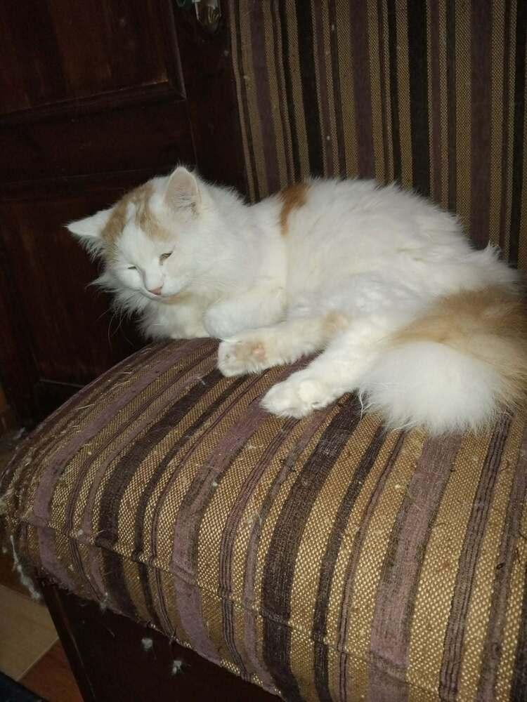 Enlarge Tommy, a Adoptable Turkish Van in WOLCOTT, CT image 3/6