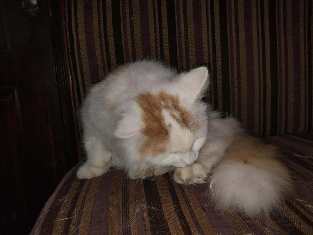 Enlarge Tommy, a Adoptable Turkish Van in WOLCOTT, CT image 4/6