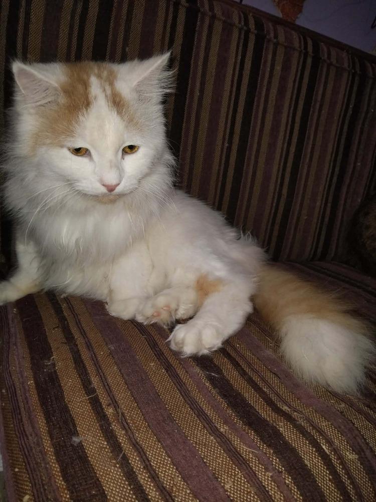 Enlarge Tommy, a Adoptable Turkish Van in WOLCOTT, CT image 5/6