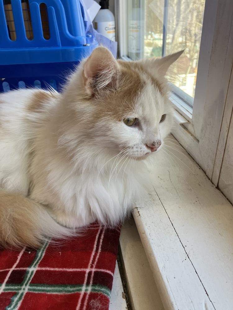 Enlarge Tommy, a Adoptable Turkish Van in WOLCOTT, CT image 3/6