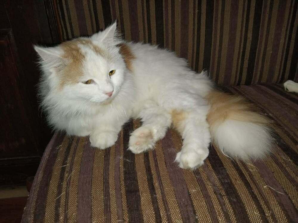 Enlarge Tommy, a Adoptable Turkish Van in WOLCOTT, CT image 6/6