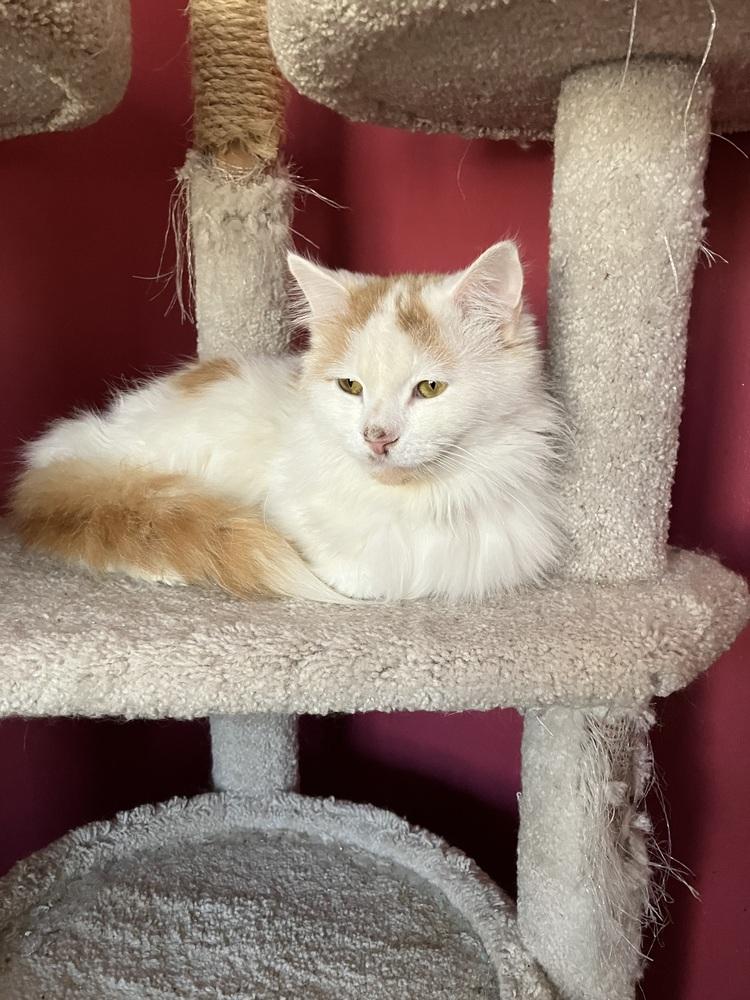 Enlarge Tommy, a Adoptable Turkish Van in WOLCOTT, CT image 5/6