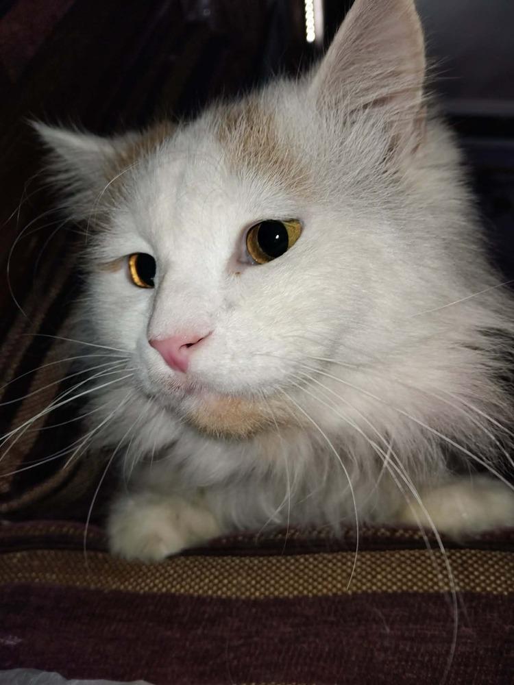 Enlarge Tommy, a Adoptable Turkish Van in WOLCOTT, CT image 6/6