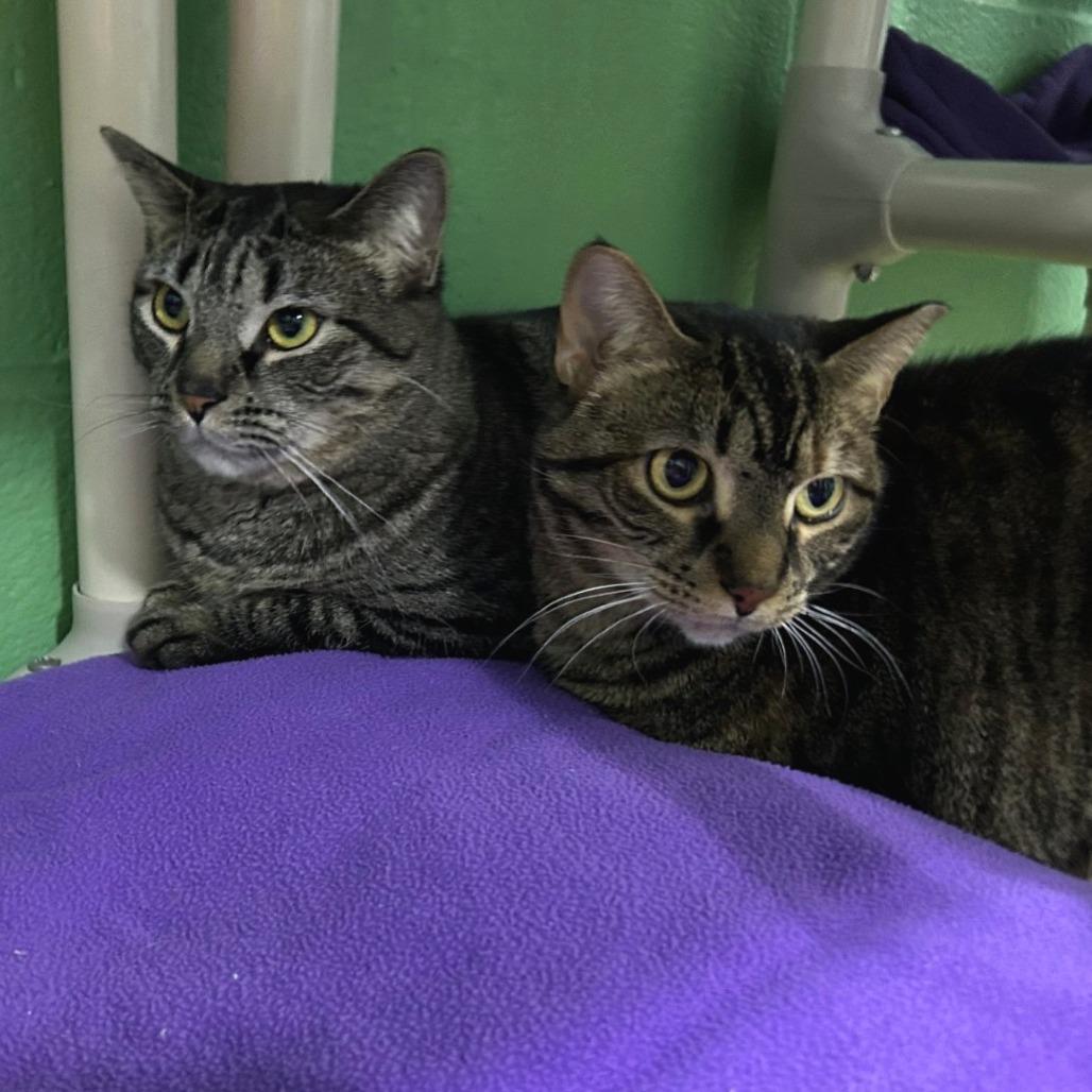 Enlarge Polly, a Adoptable Domestic Short Hair in Pittsburgh, PA image 1/5