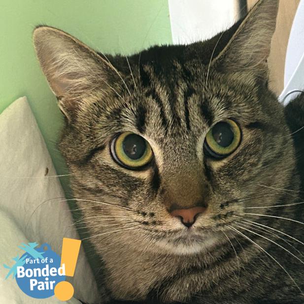 Enlarge Polly, a Adoptable Domestic Short Hair in Pittsburgh, PA image 3/5