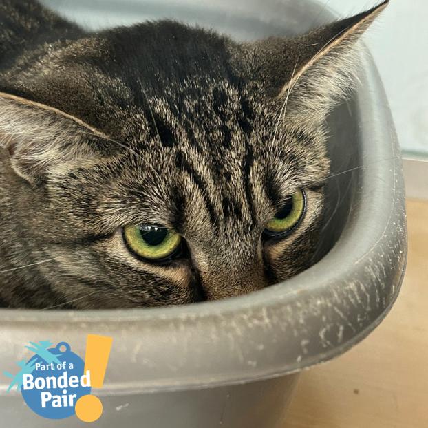 Enlarge Polly, a Adoptable Domestic Short Hair in Pittsburgh, PA image 4/5