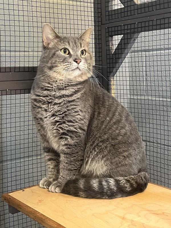 JUDE, adopted, Adult Female Domestic Short Hair.