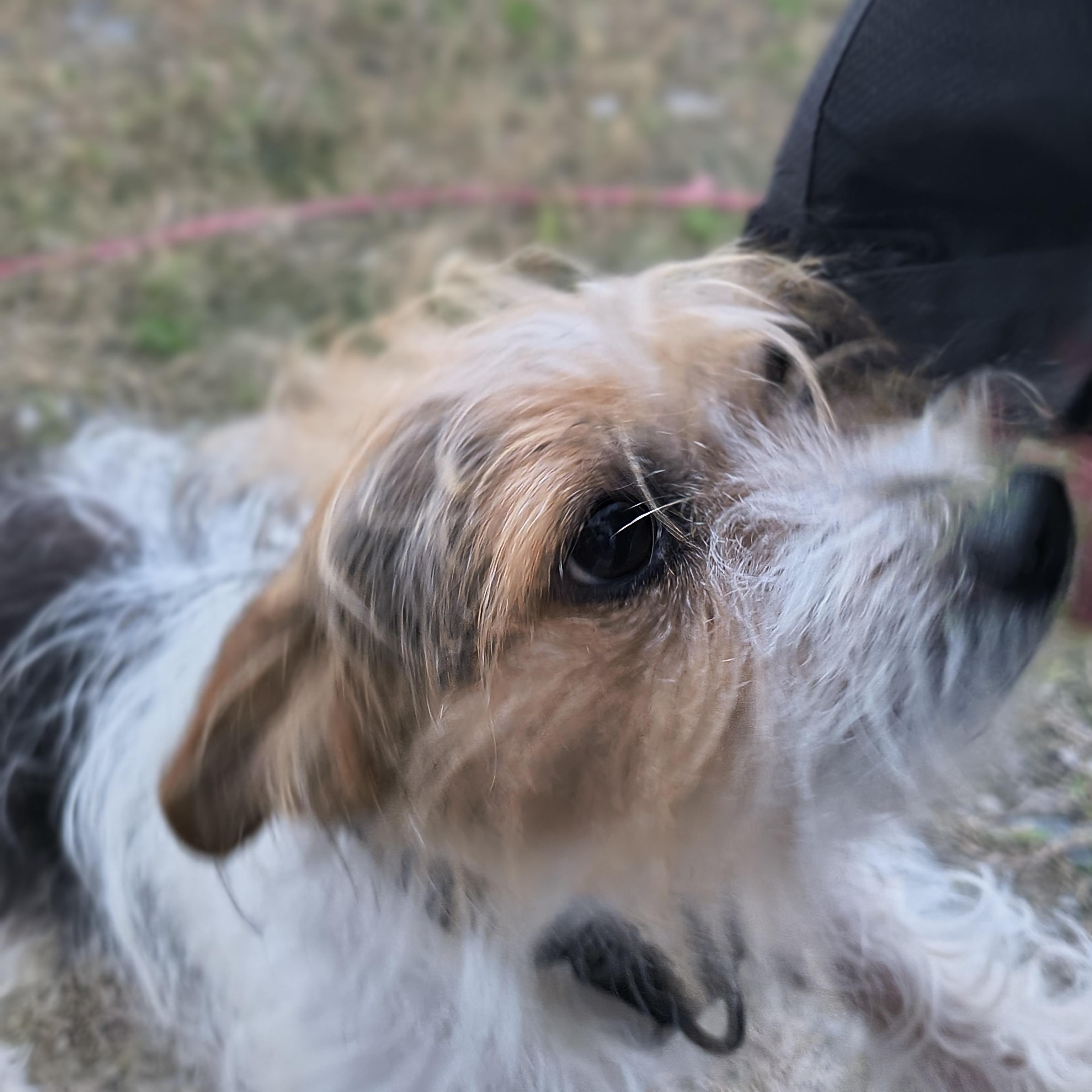 Hank, an adopted mixed breed in New Lenox, IL image 3/3