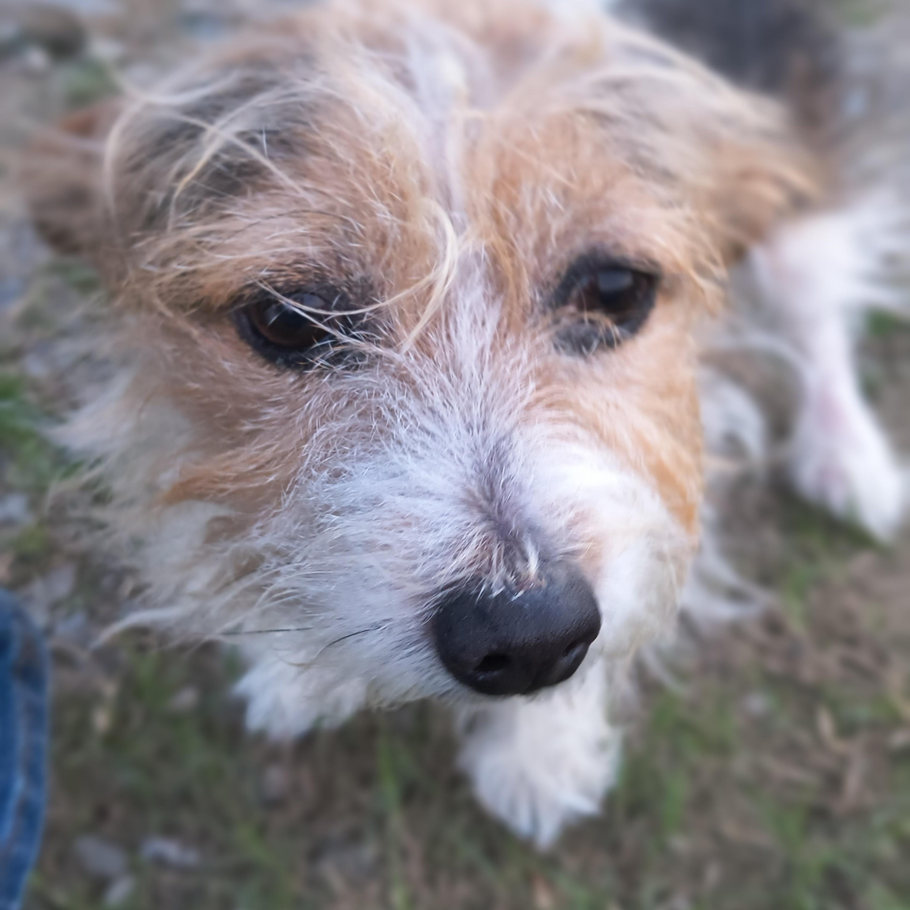 Hank, an adopted mixed breed in New Lenox, IL image 1/3