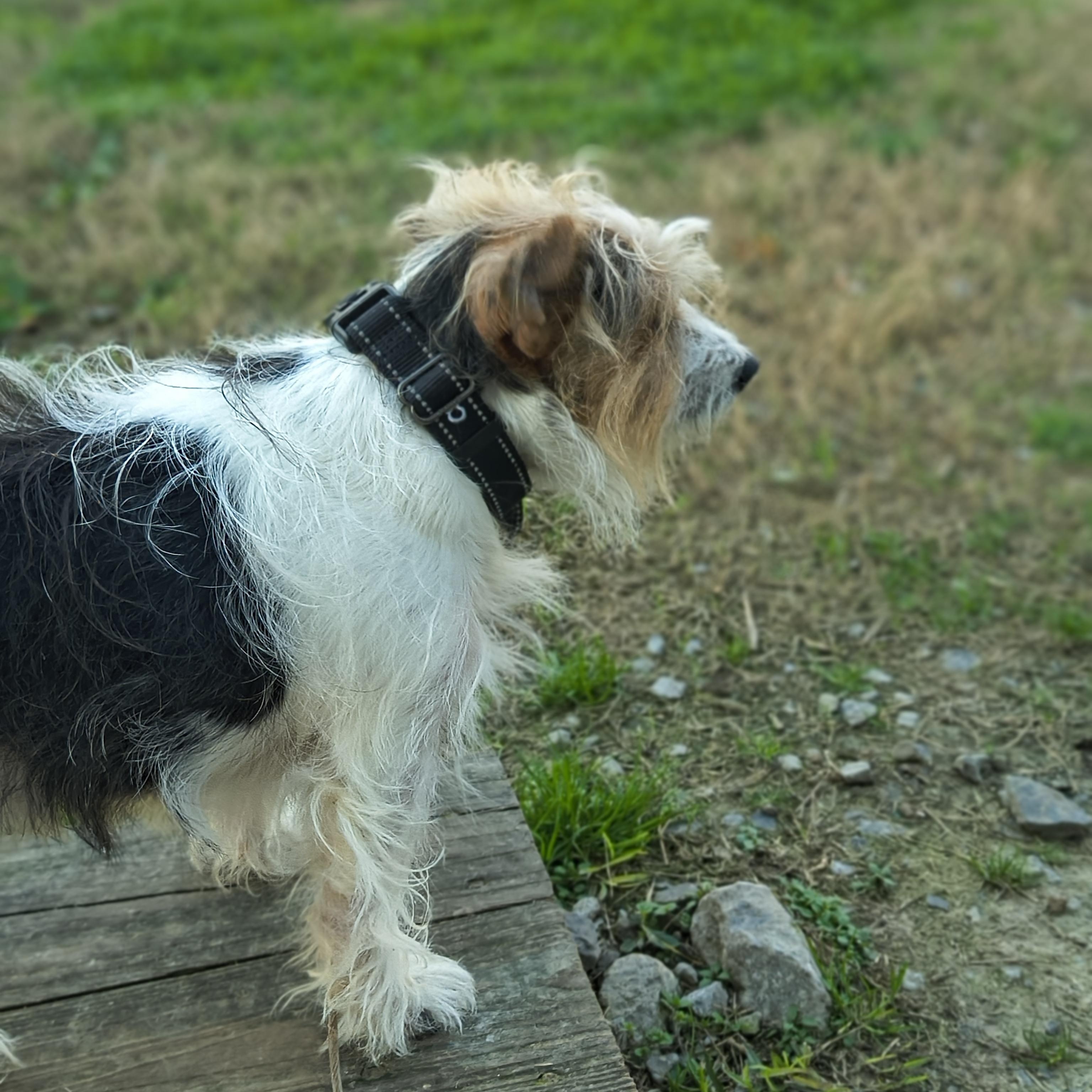 Hank, an adopted mixed breed in New Lenox, IL image 2/3