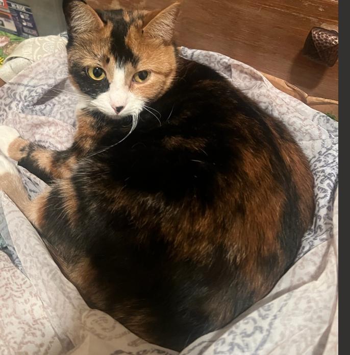 Tiramisu, a Adoptable Calico in Milwaukee, WI image 3/5