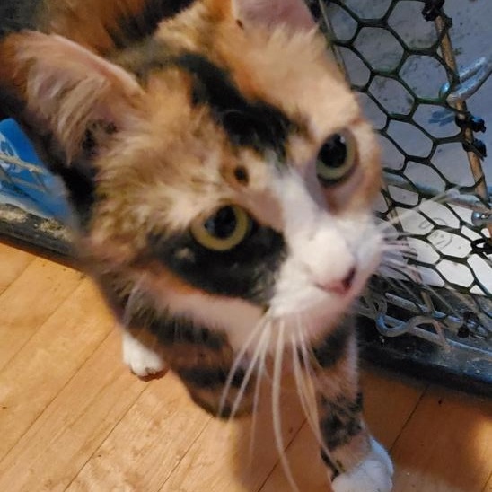 Tiramisu, a Adoptable Calico in Milwaukee, WI image 5/5