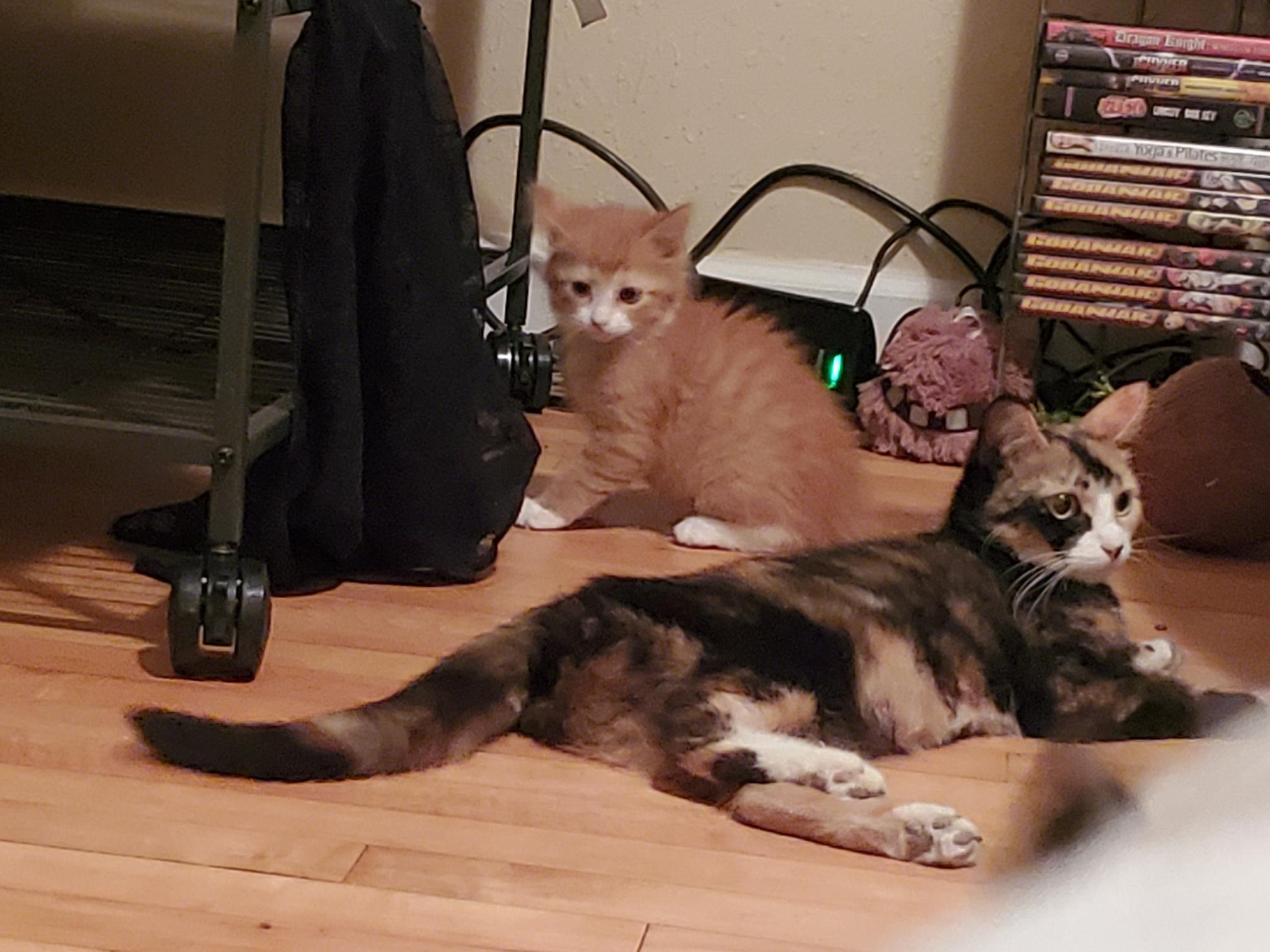 Tiramisu, a Adoptable Calico in Milwaukee, WI image 4/5