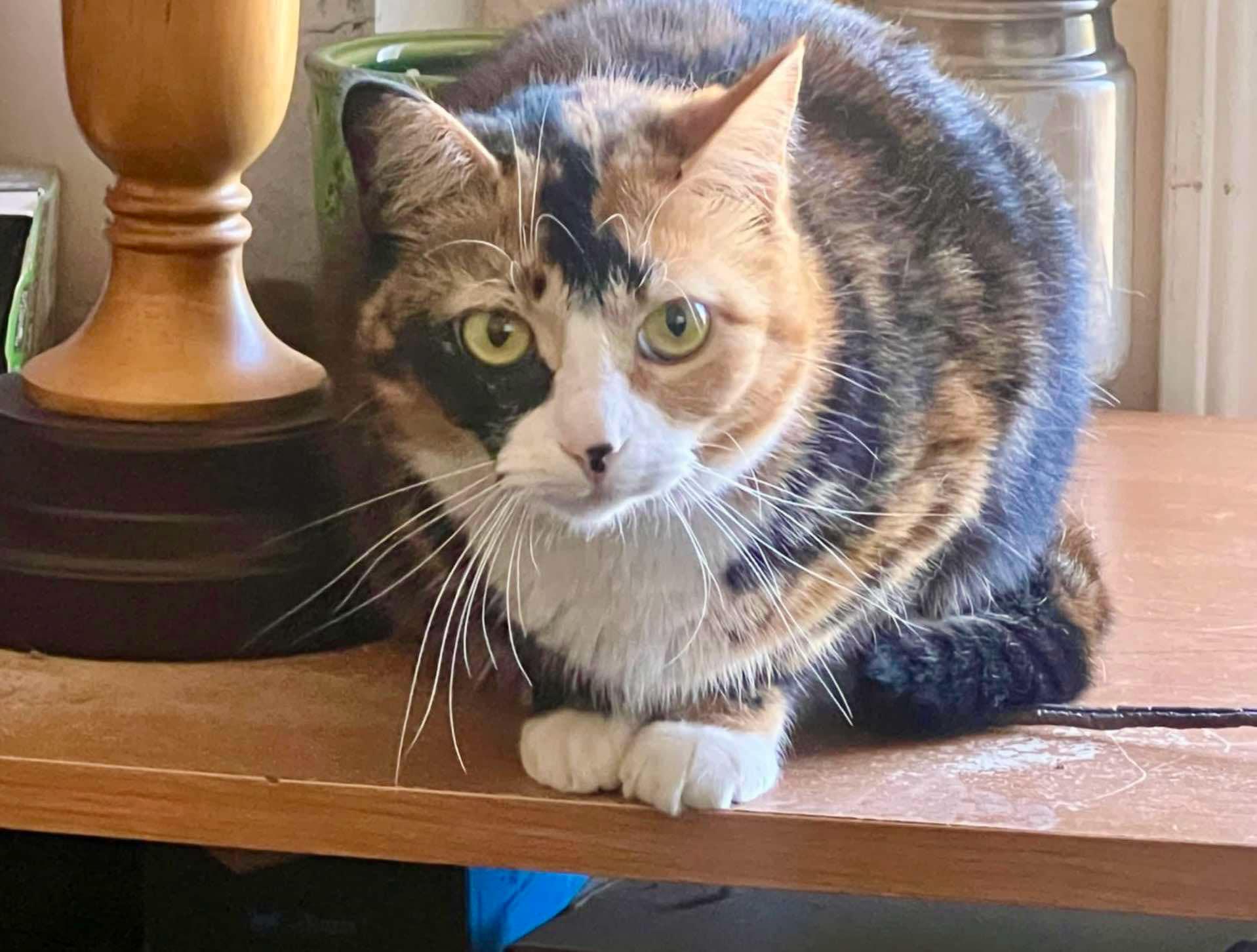 Tiramisu, Adoptable, Young Female Calico.