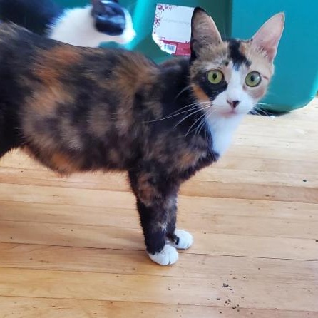 Tiramisu, a Adoptable Calico in Milwaukee, WI image 2/5