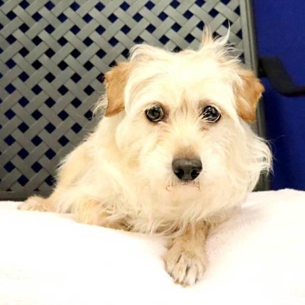 Michaelangelo, Adoptable, Adult Male Terrier.