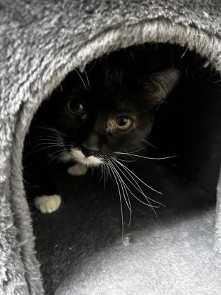 Enlarge Alan Jackson 51570, a ADOPTABLE Domestic Short Hair in Oklahoma City, OK image 1/1