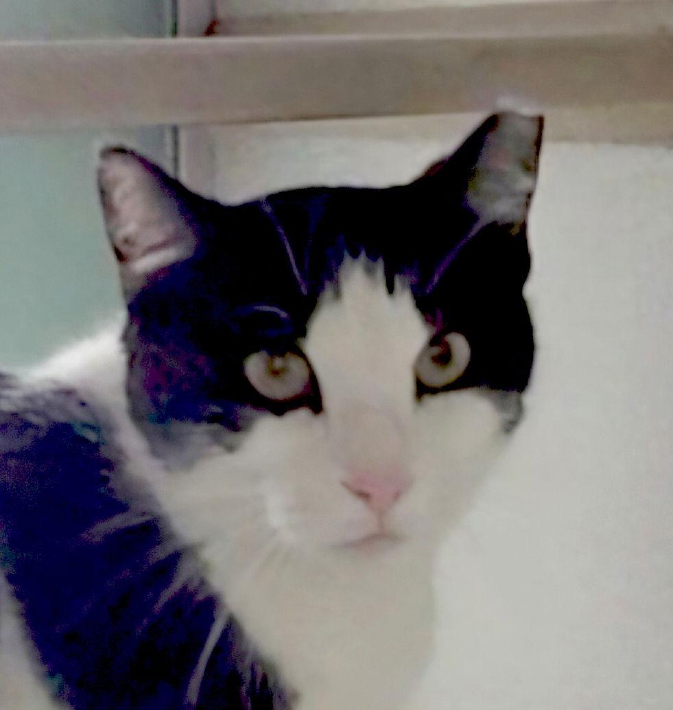 Enlarge Maggie Mae, a Adopted Domestic Short Hair in Magnolia Springs, AL image 2/3