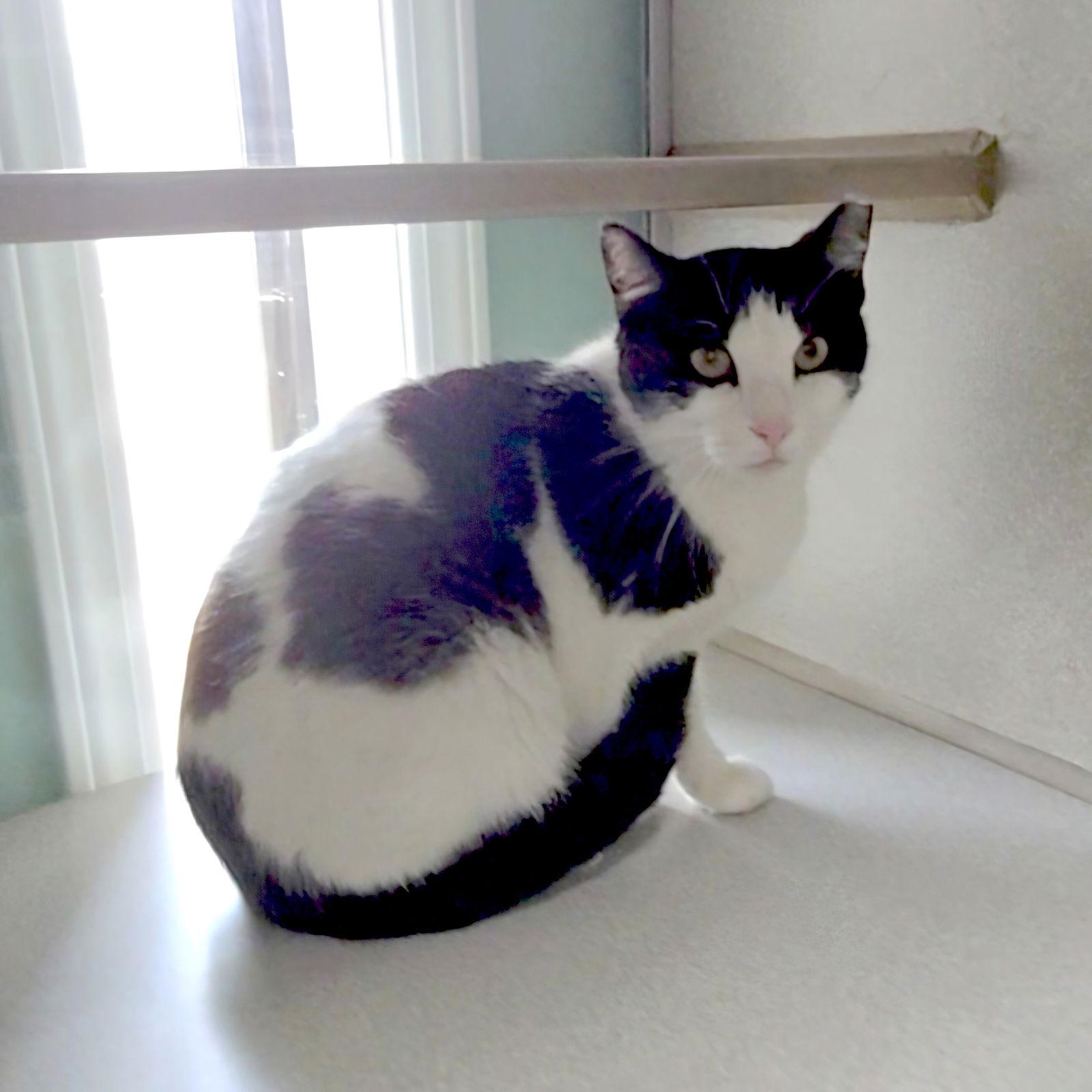 Enlarge Maggie Mae, a Adopted Domestic Short Hair in Magnolia Springs, AL image 3/3