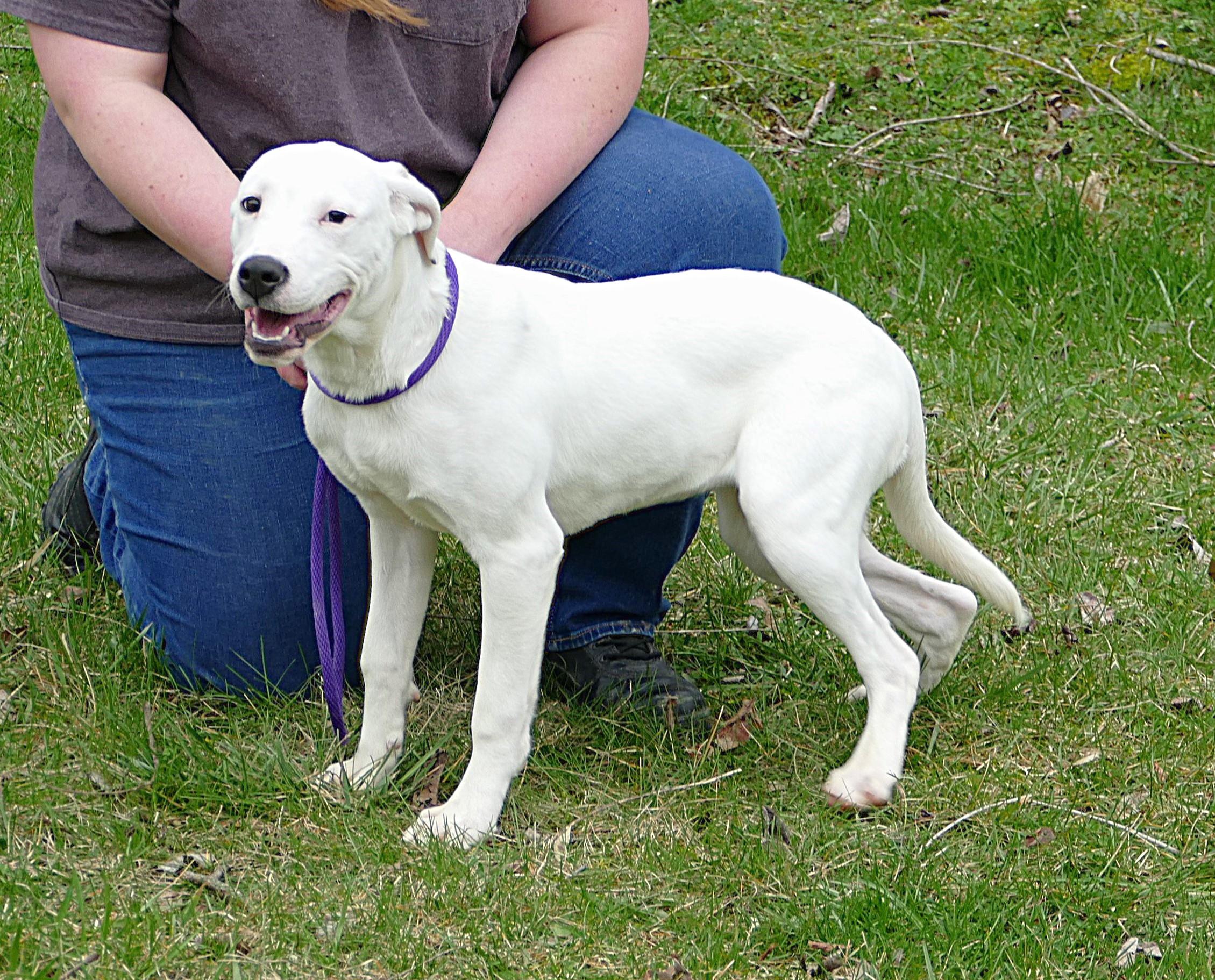 Enlarge LEAH, a ADOPTABLE mixed breed in Beechbottom, WV image 2/4