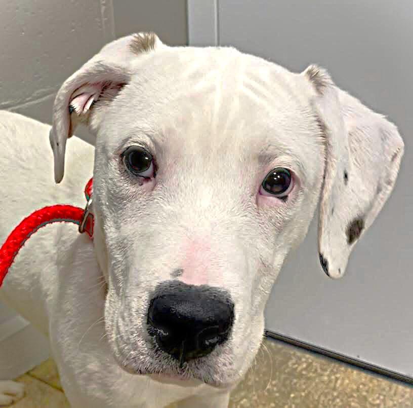 Enlarge LEAH, a ADOPTABLE mixed breed in Beechbottom, WV image 1/4