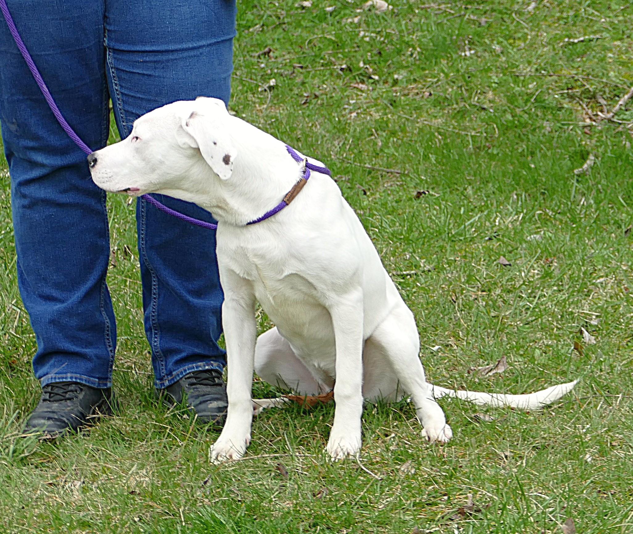 Enlarge LEAH, a ADOPTABLE mixed breed in Beechbottom, WV image 3/4