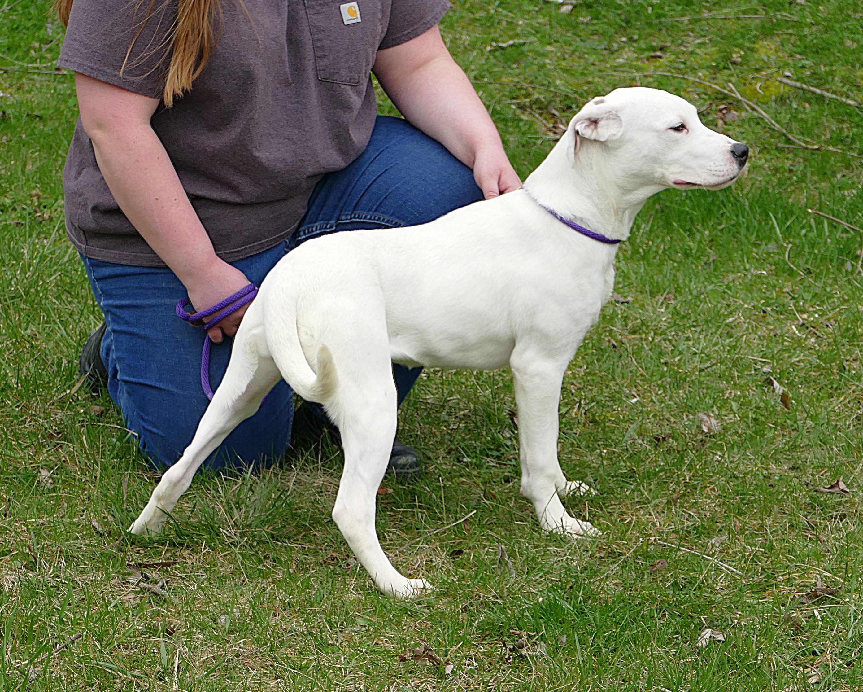 Enlarge LEAH, a ADOPTABLE mixed breed in Beechbottom, WV image 4/4