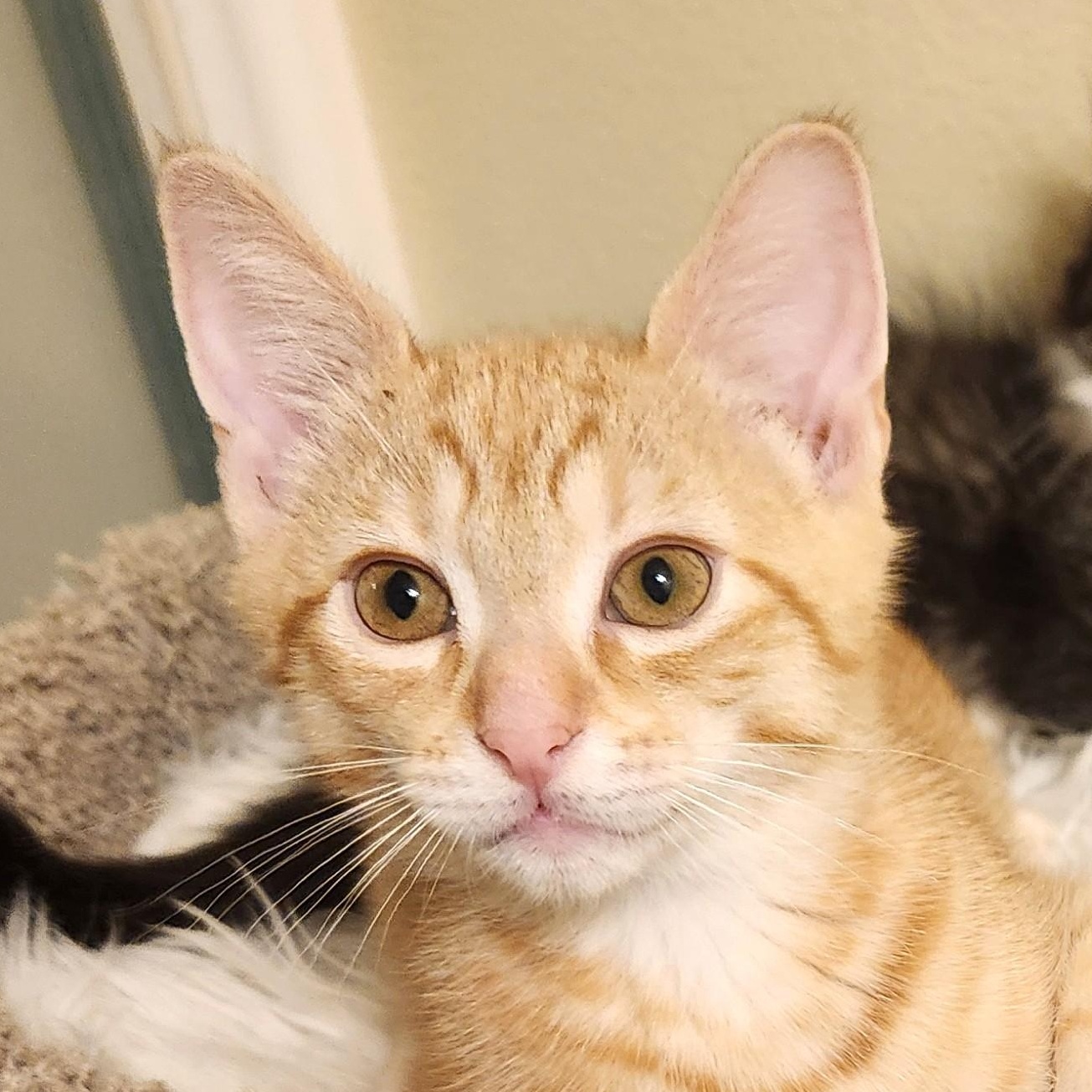 Oliver, adopted, Kitten Male Tiger.